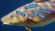 Fish with certification labels attached to it