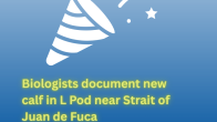 Blue background with white graphic of celebration cone and title Biologists document new calf in L Pod near Strait of Juan de Fuca