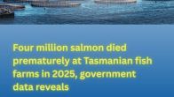 image of ocean with open net-pen fish farms in the distance title Four million salmon died prematurely at Tasmanian fish farms in 2025, government data reveals
