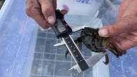 green crab being measured with calipers