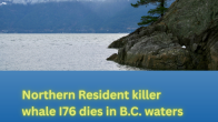 image of coastal bc news poster northern resident killer whale 176 dies in B.C. waters