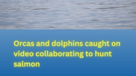 two orca fins above grey water title Orcas and dolphins caught on video collaborating to hunt salmon photo credit Christopher Hurst