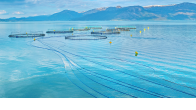 ocean net pen salmon farm in bright blue water with mountains in the background