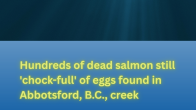 underwater image with title Hundreds of dead salmon still 'chock-full' of eggs found in Abbotsford, B.C., creek