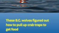 image showing buoy on the water and headline These B.C. wolves figured out how to pull up crab traps to get food