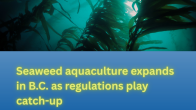image under water of kelp forest title Seaweed aquaculture expands in B.C. as regulations play catch-up
