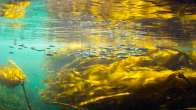 underwater photo of juvenile salmon in kelp. Photo credit Tavish Campbell