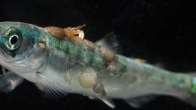 Tavish Campbell photo of sea lice infested salmon