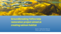 image underwater of juvenile salmon swimming in kelp with title in green text underneath on a blue background Groundbreaking Tofino kelp restoration project aimed at creating salmon habitat photo credit Tavish Campbell